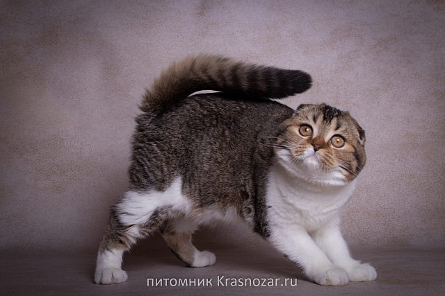 Krasnozar Shaya
