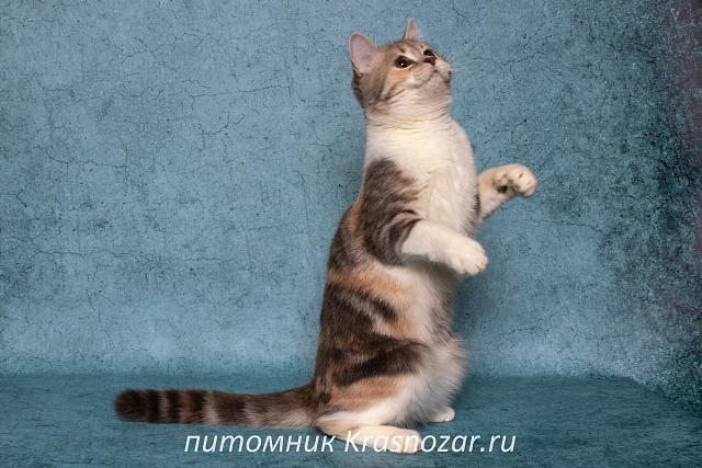 Krasnozar Metelitcha