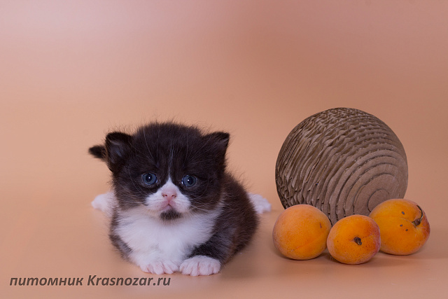 Krasnozar Lavina