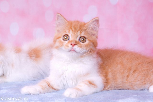 Krasnozar Evangelina