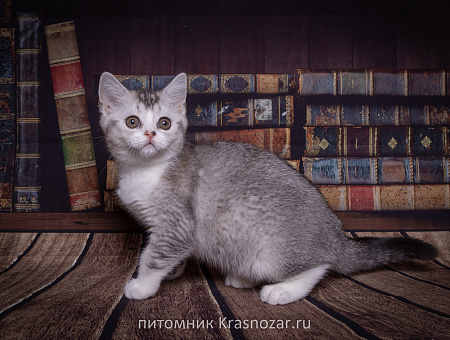 Krasnozar Shanel №5