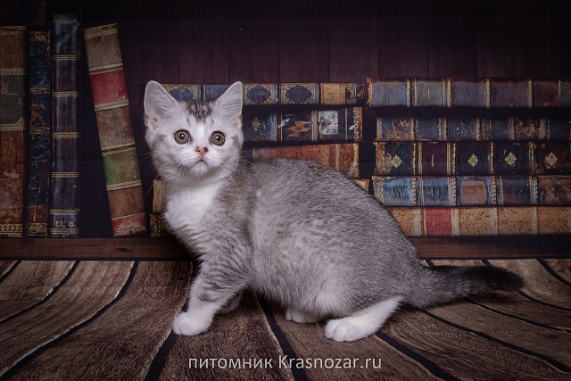 Krasnozar Shanel №5