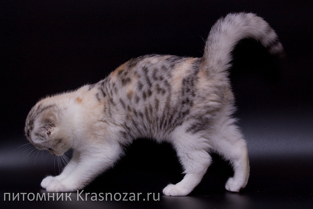 Krasnozar Izuminka