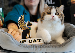 Выставка TOPCAT "ЗООМИР на Нижегородской Ярмарке": Нижний Новгород, 03-04 октября 2026