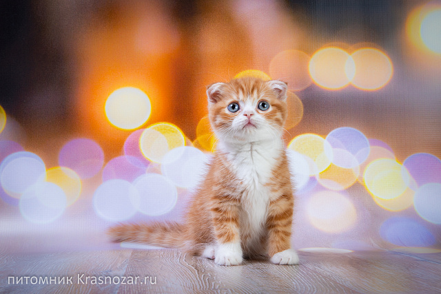 Krasnozar FarinGate
