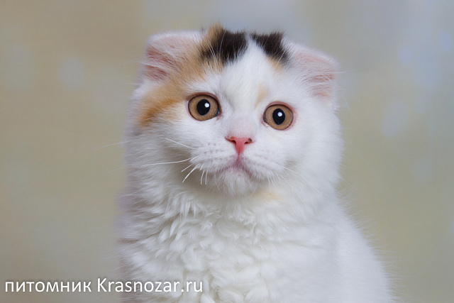 Krasnozar Nadezhda