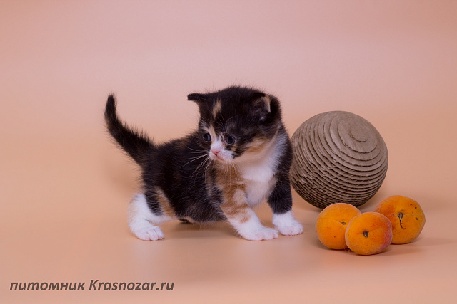 Krasnozar Lava