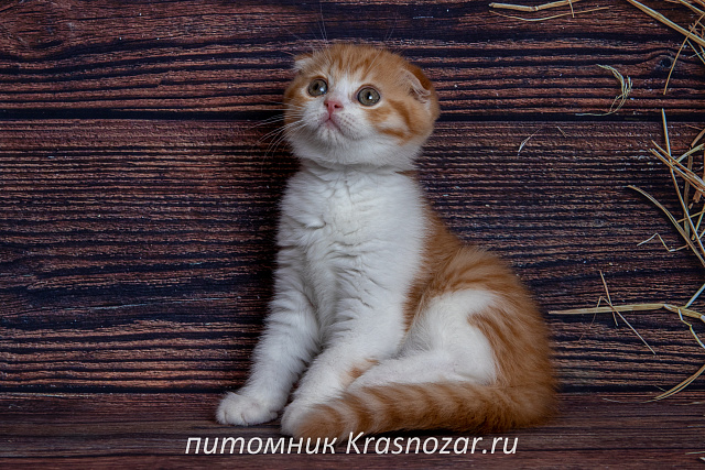 Krasnozar Persik
