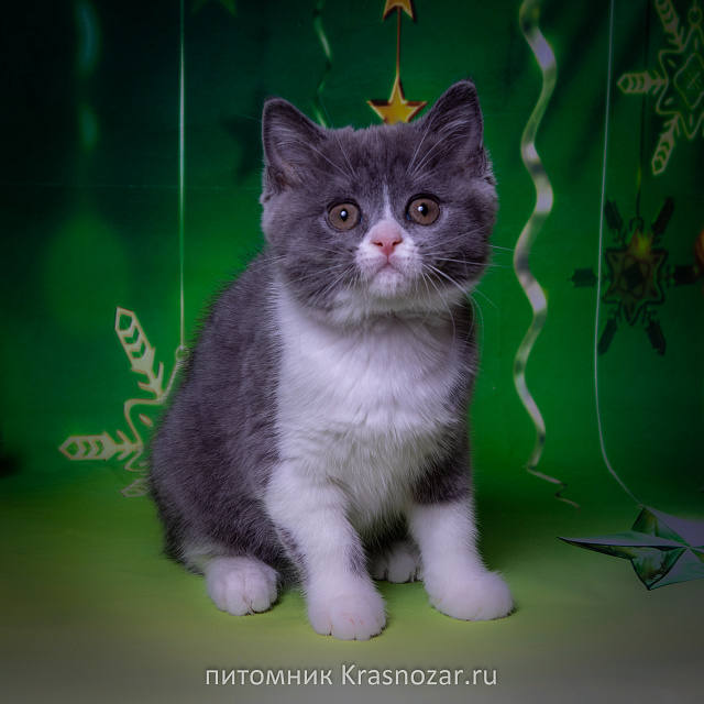 Krasnozar Charodeyka