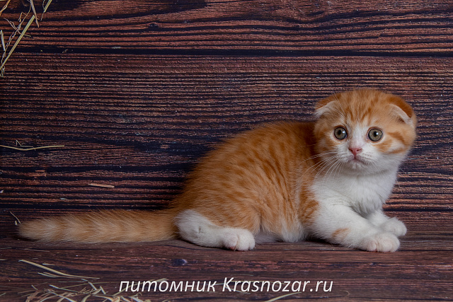 Krasnozar Persik