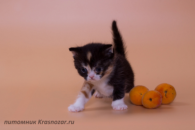 Krasnozar Lava