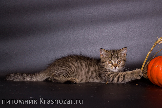Krasnozar Zorge