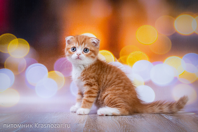 Krasnozar FarinGate
