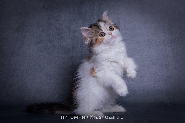 Krasnozar SHCHegoliha