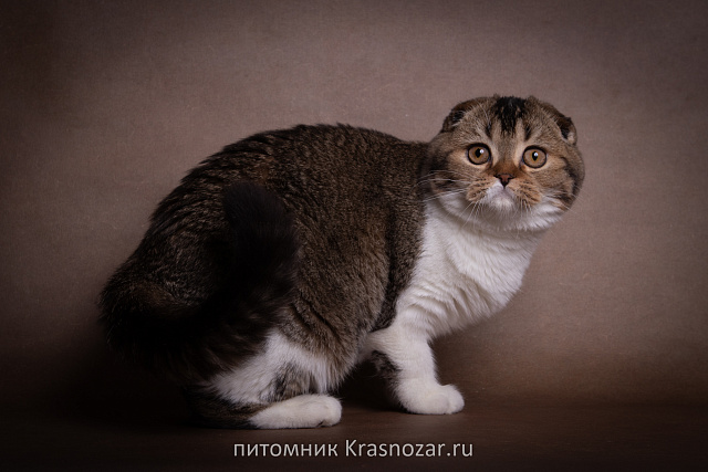 Krasnozar Shaya