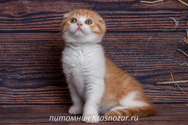 Krasnozar Persik