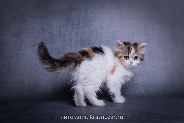 Krasnozar SHCHegoliha