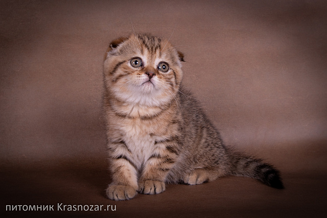 Krasnozar Erica