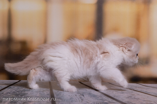 Krasnozar Yasmina