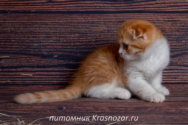 Krasnozar Persik