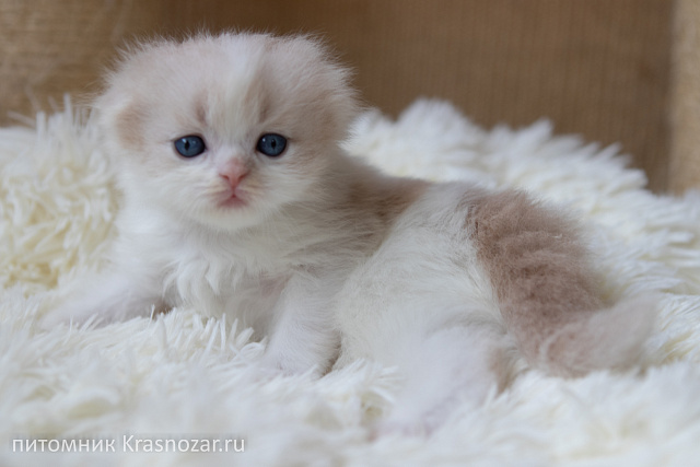 Krasnozar Hristofor Bonifat'evich