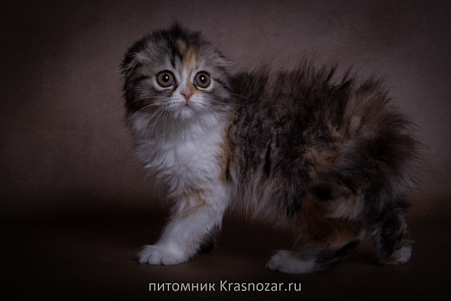 Krasnozar SHCHedrinka