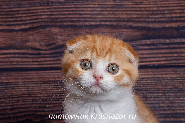 Krasnozar Persik