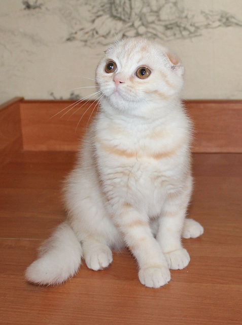 Krasnozar Danon