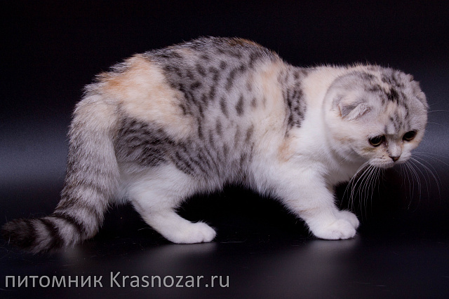 Krasnozar Izuminka