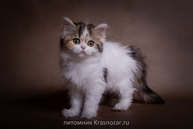 Krasnozar SHCHegoliha