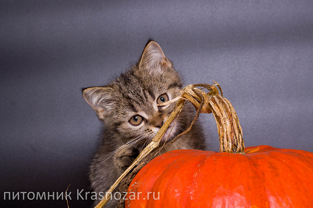 Krasnozar Zorge