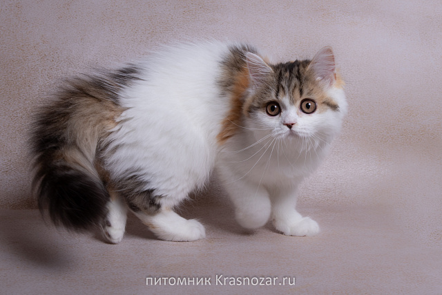 Krasnozar SHCHebetuniya