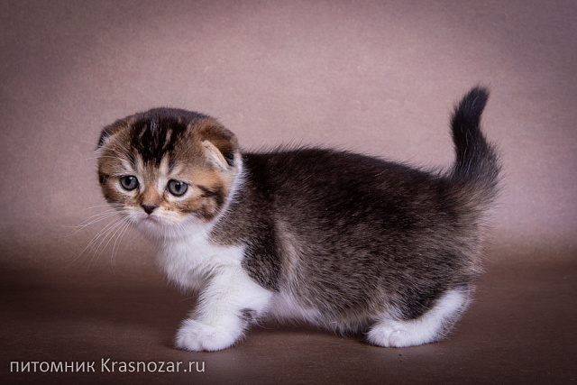 Krasnozar Shaya