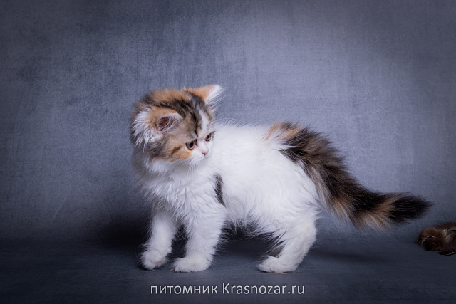 Krasnozar SHCHegoliha