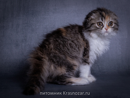 Krasnozar SHCHedrinka