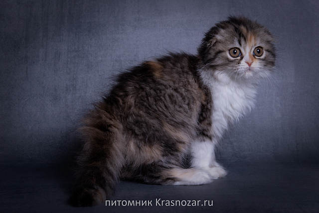 Krasnozar SHCHedrinka