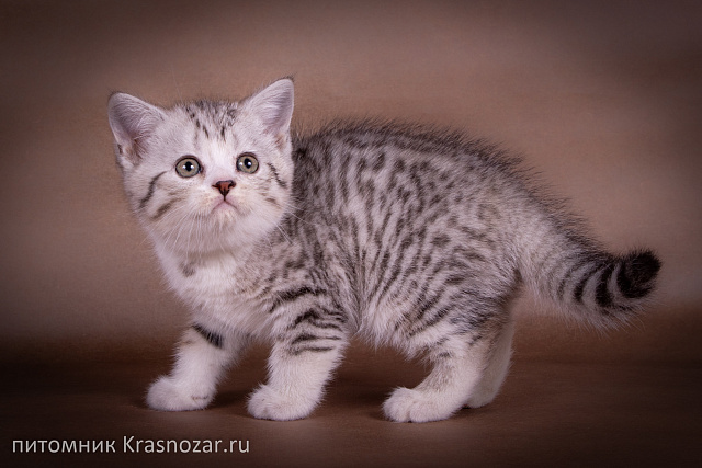 Krasnozar Edmund