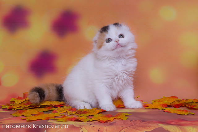Krasnozar Nadezhda