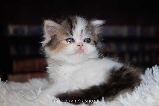 Krasnozar SHCHegoliha