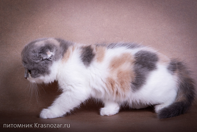 Krasnozar Chareshnya