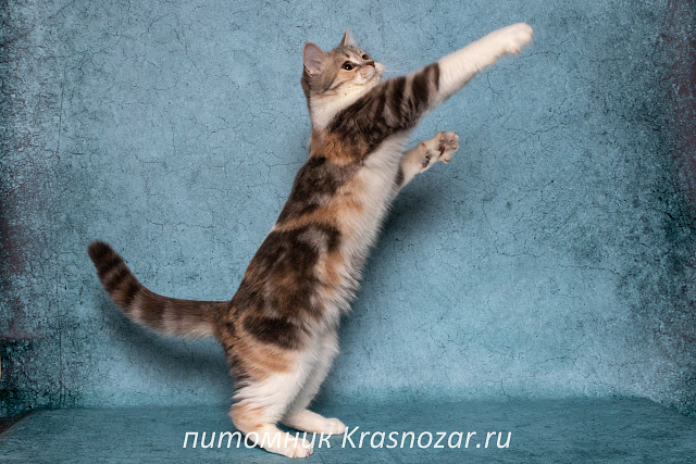 Krasnozar Metelitcha