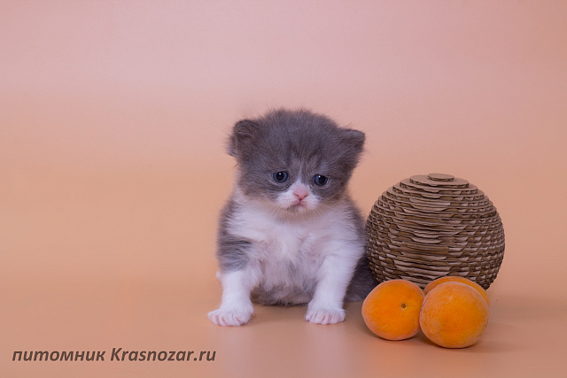 Krasnozar Lutik