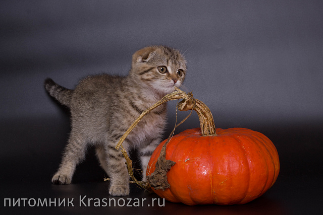 Krasnozar Zosia