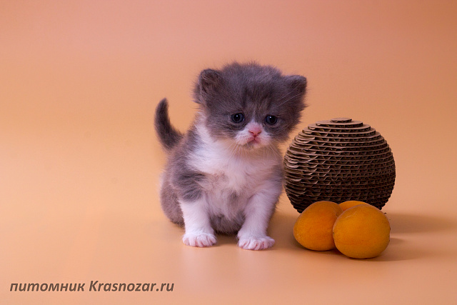 Krasnozar Lutik