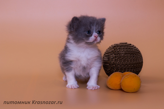 Krasnozar Lutik