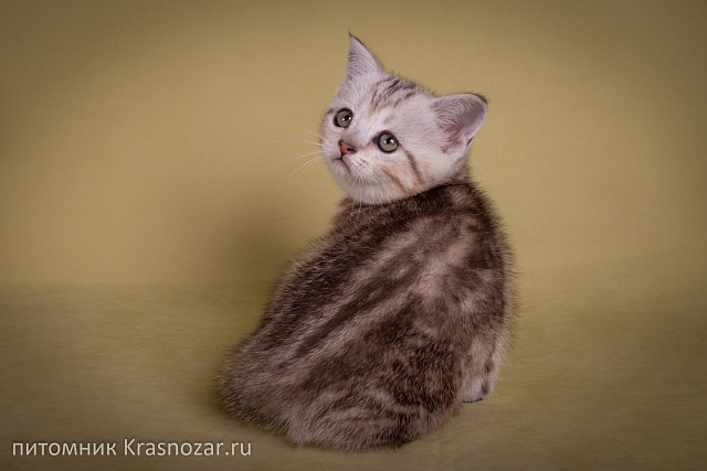 Krasnozar Edison