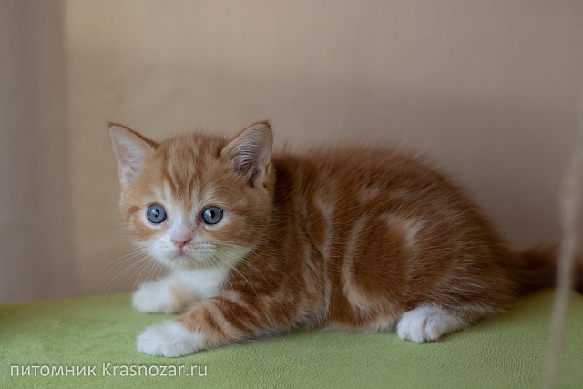 Krasnozar FireBall