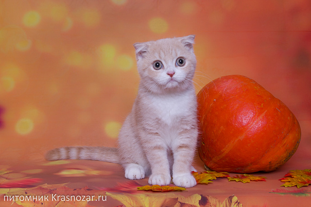 Krasnozar Kosmos