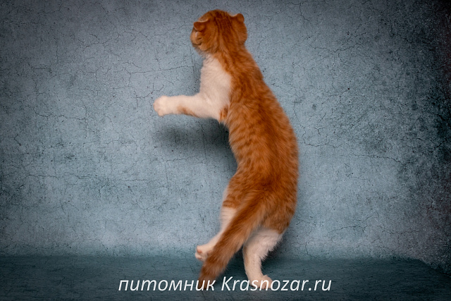 Krasnozar Persik