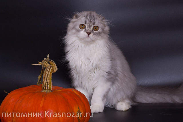 Krasnozar Zhenechka